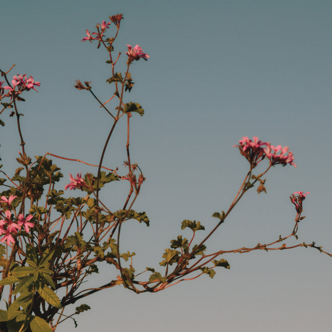 Подхранващо олио за кожички и нокти Върбинка и здравец
