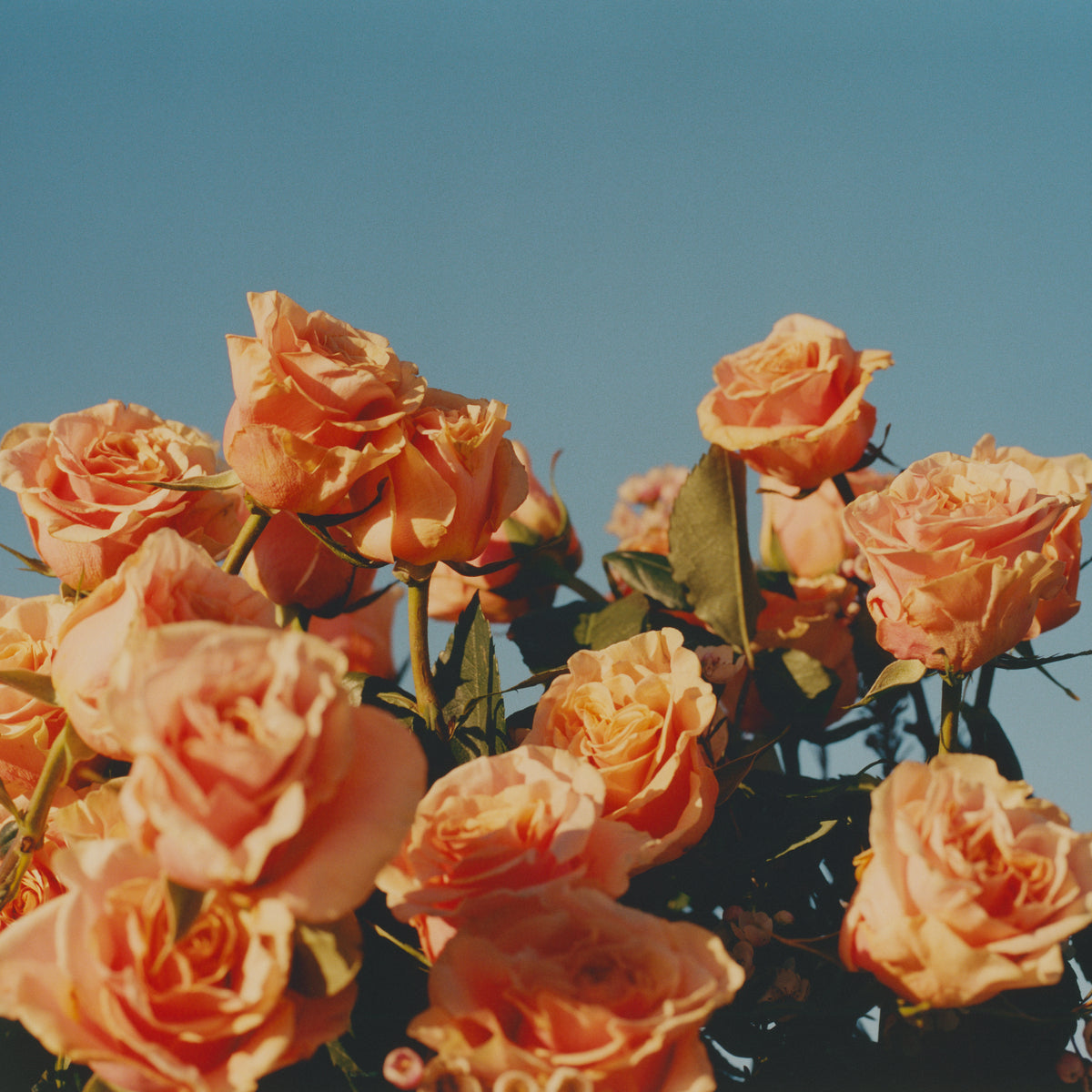 Крем за ръце с 20% масло от карите и роза