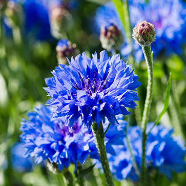 Featured Ingredient - L'Occitane