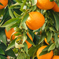 Orange Featured Ingredient - L'Occitane
